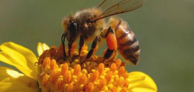 تجارب خلصطة العسل للرجال