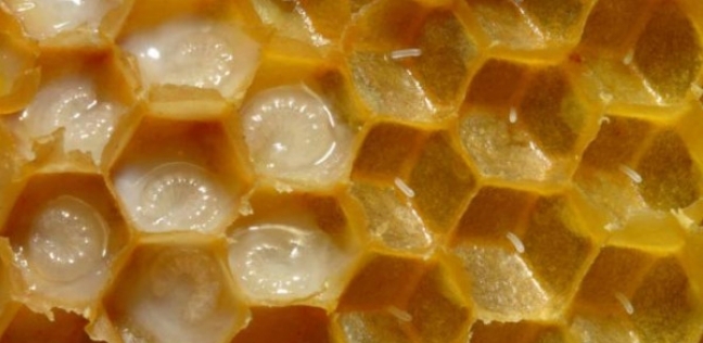 فوائد العسل على السرة للرحم