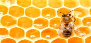 فوائد العسل للانيميا