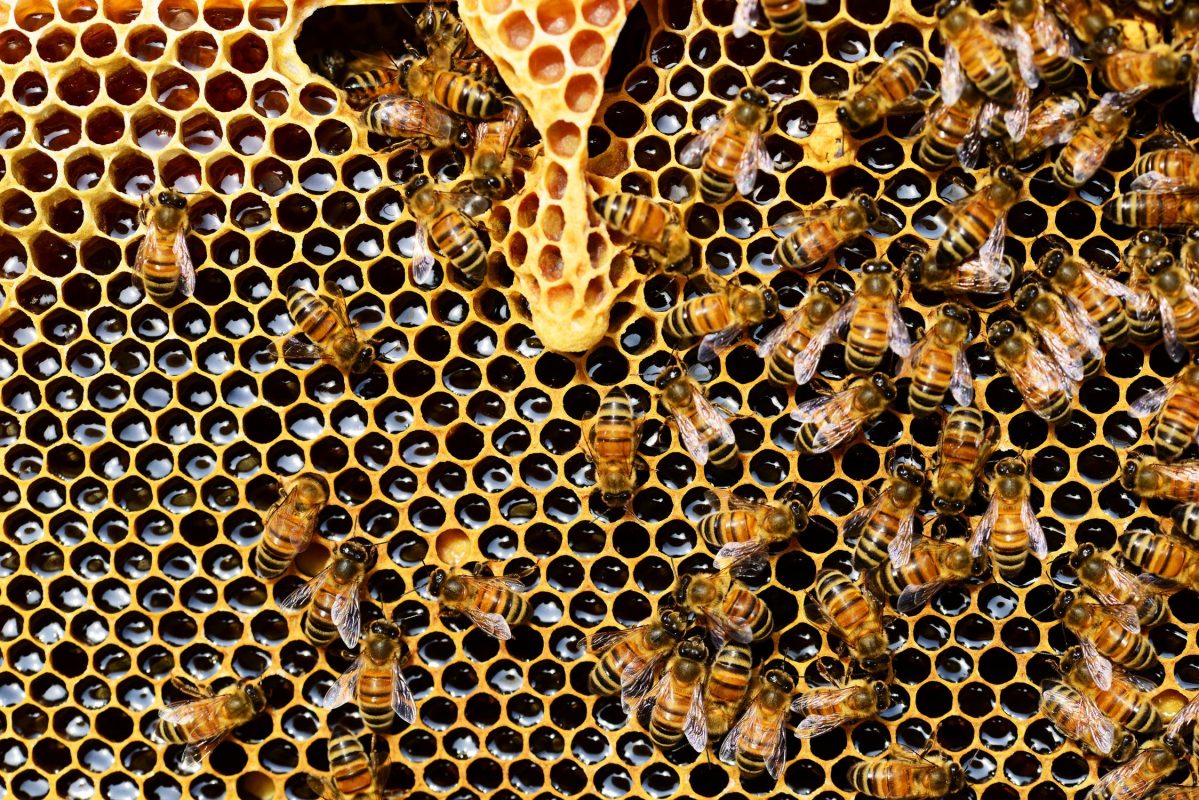 فوائد العسل للمبايض