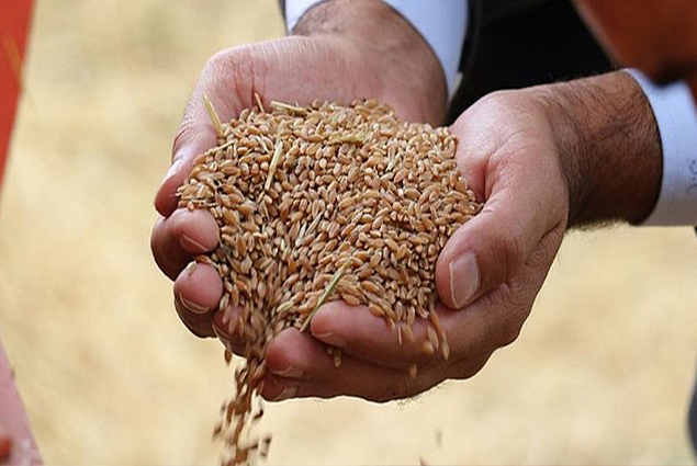 اسعار دقيق القمح في تركيا