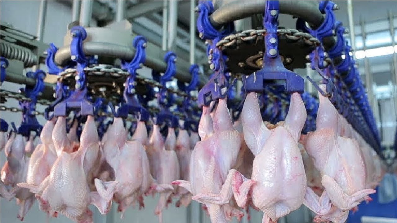 معامل ذبح الدجاج في تركيا