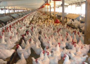 اسماء شركات الدجاج في تركيا