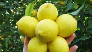 الليمون في تركيا