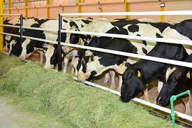 مزرعة أبقار للبيع في تركيا